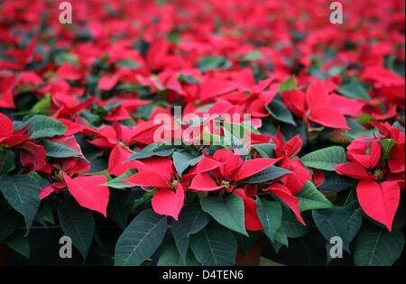 Red poinsettia stand presso il vivaio Beckmann in Goennebek vicino a Neumunster, Germania, 29 ottobre 2009. Circa un milione di Poinsettia piante sono attualmente prospera in circa 300 vivai di Schleswig-Holstein. La pianta messicana la punta di diamante della lista del tedesco?s preferiti impianti di casa. Foto: CARSTEN REHDER Foto Stock