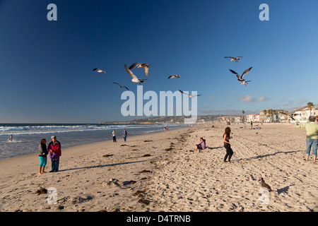 Gabbiani e turisti in spiaggia, Mission Beach, San Diego, California, Stati Uniti d'America, STATI UNITI D'AMERICA Foto Stock