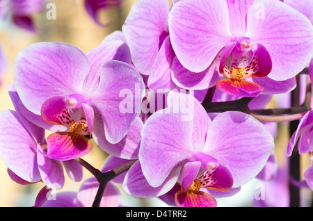 Bella rosa-magenta fiori di orchidea cluster Foto Stock