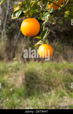 Arance mature su alberi in Andalusia / Provincia di Almeria, Spagna Foto Stock