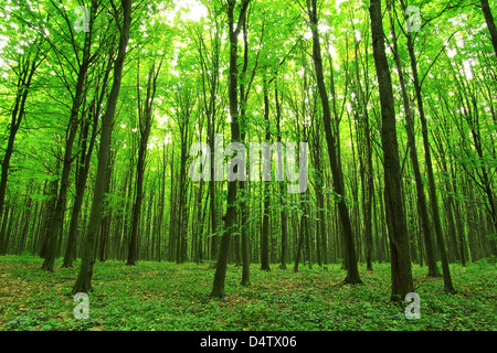 Bellissima foresta verde in estate Foto Stock
