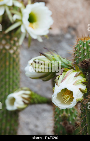 Echinopsis spachiana Cactus, originario del Sud America. Foto Stock