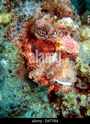 Un scorfani (lat.: Scorpaenopsis oxycephalus) nella parte anteriore della barriera corallina in corrispondenza di un punto di immersione in Mar Rosso off Dahab, Egitto, la penisola del Sinai, 04 novembre 2009. Foto: Stephan Jansen Foto Stock