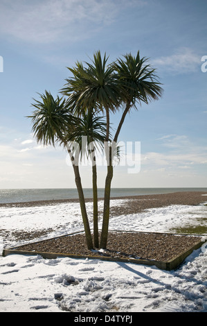 Neve e le palme sul lungomare a West Worthing, West Sussex, Regno Unito Foto Stock