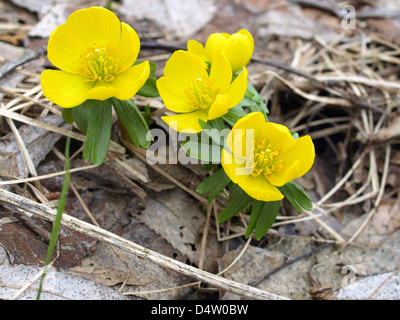Aconitum inverno / Eranthis hyemalis / Winterling Foto Stock