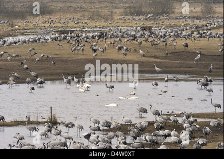 Migliaia di gru (grus grus) prendere alcuni giorni di riposo, alimentazione e danza di Hornborgasjön Foto Stock