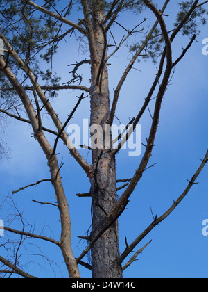 Pino silvestre / Pinus silvestris / Wald-Kiefer Foto Stock