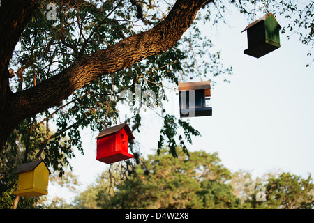 Birdhouses appeso da albero Foto Stock