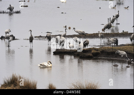 Gru (grus grus) sono appoggiate da Hornborgasjön sulla loro migrazione nord Foto Stock