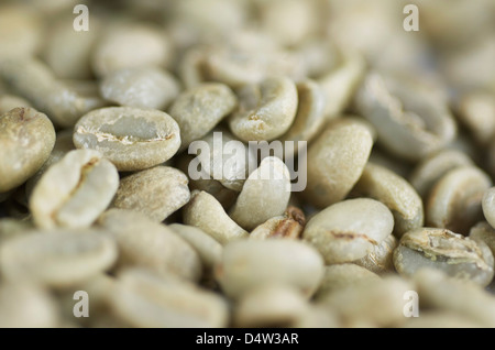 Close-up shot di caffè verde l'ingrediente utilizzato per rendere polvere di perdita in peso,supplementi. Foto Stock