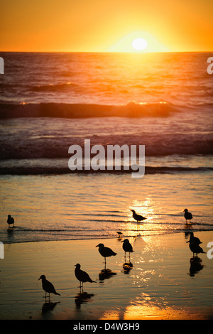 Gli uccelli sulla spiaggia al tramonto Foto Stock