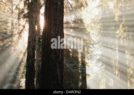 Sun streaming attraverso gli alberi nella foresta Foto Stock