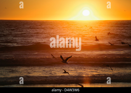 Uccelli che vola sulla spiaggia al tramonto Foto Stock