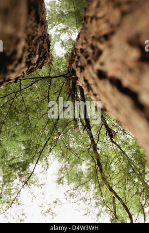 Basso angolo di vista di alberi in foresta Foto Stock
