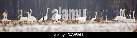 Whooper cigni e brants inverno su una coperta di neve campo vicino Reitwein, Germania, 18 dicembre 2009. La neve è scesa in molte parti del Land di Brandeburgo nella notte del 17 dicembre. Foto: Patrick Pleul Foto Stock