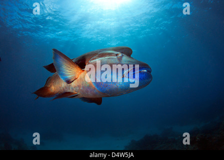 Humphead Wrasse Cheilinus undulatus, Maori Wrasse, un pesce napoleone o Napoleonfish in posa sulla Grande Barriera Corallina, Australia Foto Stock