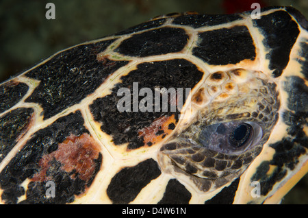 Hawksbill tartaruga di mare alle Maldive Foto Stock