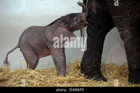 Ancora un nameless femmina baby elephant passeggiate attraverso il suo involucro in Wildlife Park Serengetipark Hodenhagen, Germania, 27 dicembre 2009. L'elefante è nato il 27 dicembre 2009 e relativamente petite - anche per un elefante baby. Foto: JOCHEN LUEBKE Foto Stock