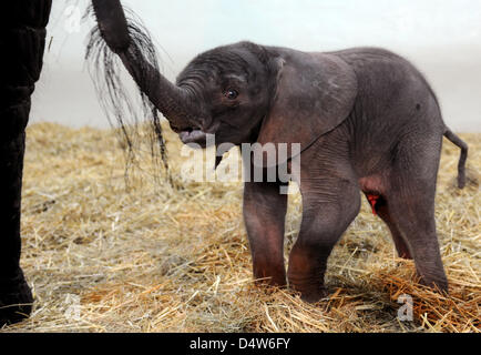 Ancora un nameless femmina baby elephant passeggiate attraverso il suo involucro in Wildlife Park Serengetipark Hodenhagen, Germania, 27 dicembre 2009. L'elefante è nato il 27 dicembre 2009 e relativamente petite - anche per un elefante baby. Foto: JOCHEN LUEBKE Foto Stock
