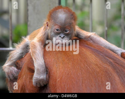 Baby Orangutan Dodi si trova sul retro della sua madre Daisy allo zoo di Dresda, Germania, 28 dicembre 2009. Dodi è nato il 24 dicembre 2009 ed è stato presentato al pubblico il giorno. Foto: MATTHIAS HIEKEL Foto Stock