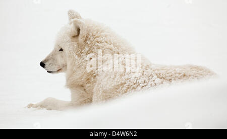 Un lupo artico raffigurato nelle enclosure nevoso allo zoo di Berlino, Germania, 30 dicembre 2009. Foto: Patrick Pleul Foto Stock