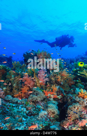 Nuoto subacqueo nella barriera corallina Foto Stock