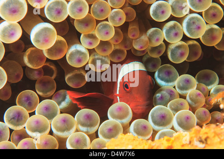 Anemonefish nuoto in anemone marittimo Foto Stock