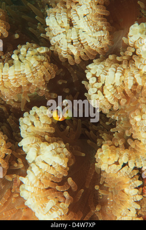 Anemonefish nuoto in anemone Foto Stock