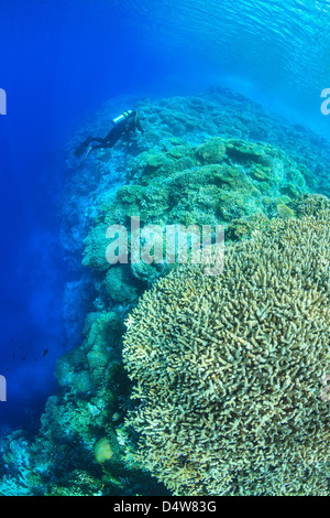 Nuoto subacqueo nella barriera corallina Foto Stock