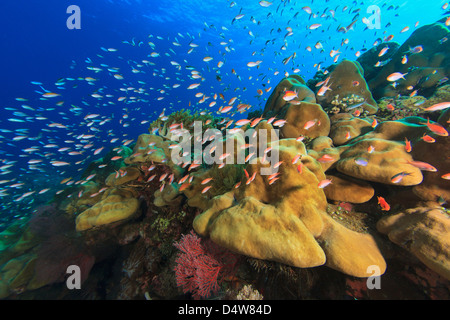 Pesci che nuotano nella barriera corallina Foto Stock