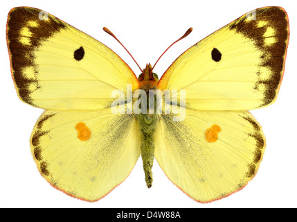 Maschio offuscato pallido giallo farfalla (Colias hyale) isolato su sfondo bianco Foto Stock