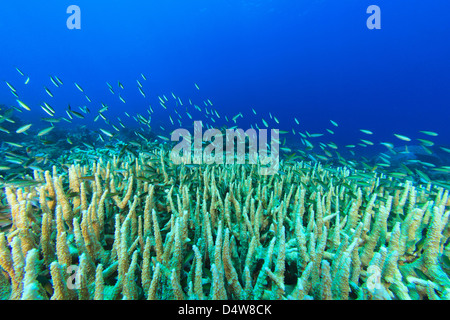 Pesci che nuotano nella barriera corallina Foto Stock