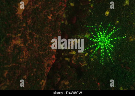 La fluorescenza sulla barriera corallina Foto Stock