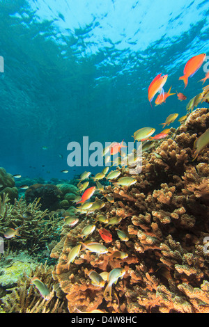Pesci che nuotano nella barriera corallina Foto Stock