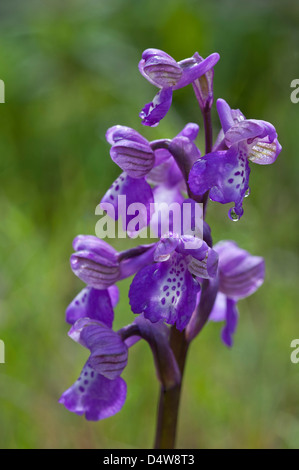 Verde-ala Orchid (Anacamptis morio) Fiori Trilho Ambiental do Castelejo vicino a Vila do Bispo Costa Vicentina Algarve Portogallo Foto Stock