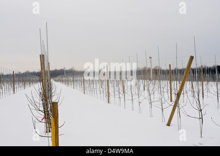 Meleto in inverno, Upstate New York Foto Stock