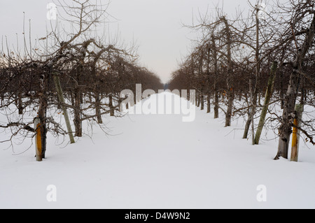 Meleto in inverno, Upstate New York Foto Stock