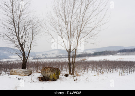 Meleto in inverno, Upstate New York Foto Stock