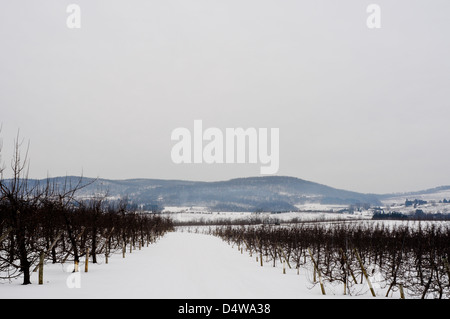 Meleto in inverno, Upstate New York Foto Stock