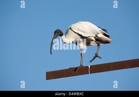 La Australian white ibis (Threskiornis molucca) arroccato su un arrugginito post contro un cielo blu chiaro Foto Stock