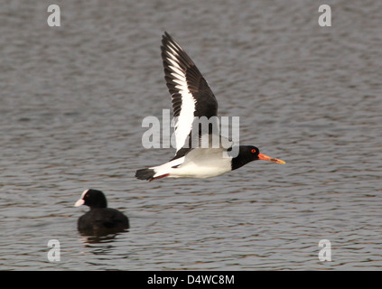 Close-up di un comune Pied Oystercatcher (Haematopus ostralegus) in volo su acqua, Eurasian folaga (fulica atra) in background Foto Stock