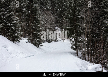 Alberi che crescono nel paesaggio innevato Foto Stock