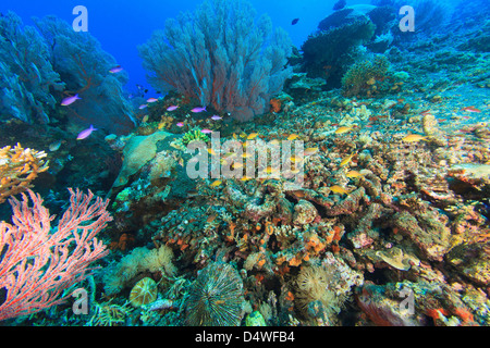 Pesci che nuotano nella barriera corallina Foto Stock