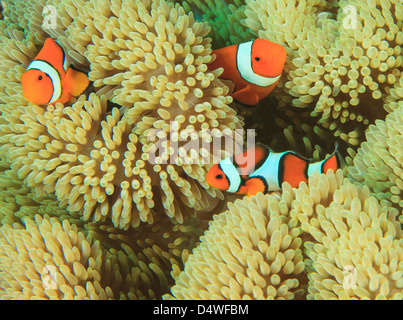 Anemonefish nuoto in anemone Foto Stock