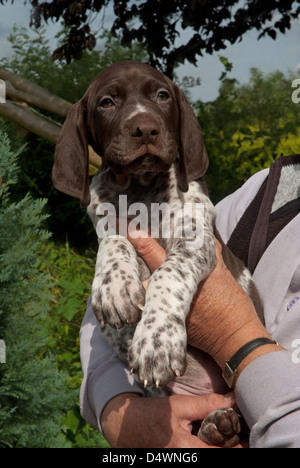 Otto settimane vecchio tedesco a pelo corto cucciolo di puntatore Foto Stock