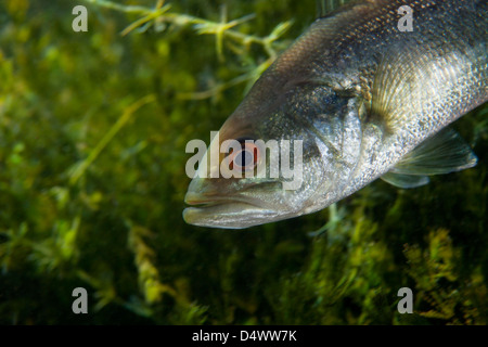 Una vista ravvicinata di un adolescente di Florida LARGEMOUTH BASS. Foto Stock