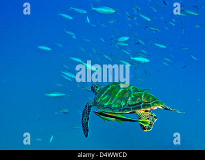 Un mare nero Tartaruga con remora nuotare attraverso una scuola di pesce, Fiji. Foto Stock