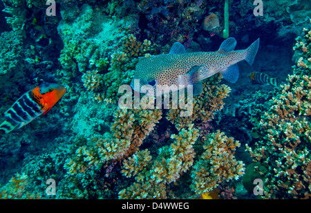 Un grande Porcupinefish risponde con un Redbreasted Wrasse su una scogliera di corallo, Fiji. Foto Stock