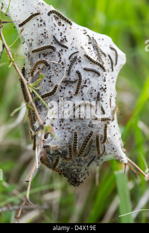 Giovani bruchi nel nido (Lymantria dispar) Foto Stock