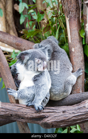 Due koala Bears giocano su di un lembo di albero al villaggio di Kuranda Wildlife Sanctuary, vicino a Cairns, Australia. Foto Stock